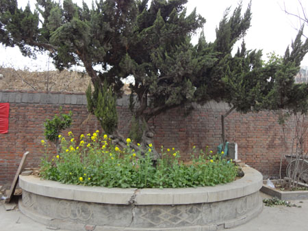 Ժ